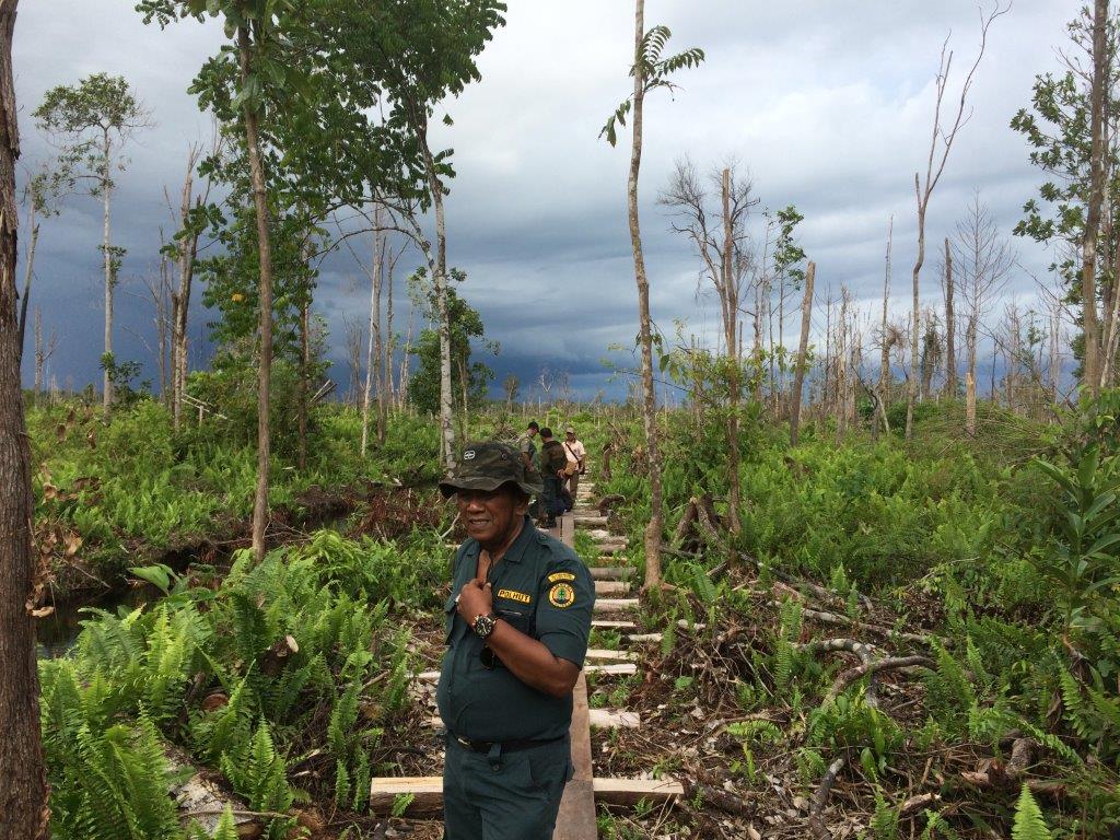 The project has built a boardwalk and release site for orangutans.jpg